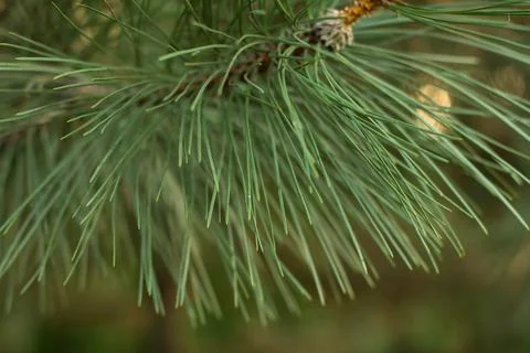 Pine branches with cones festive background Stock Photos