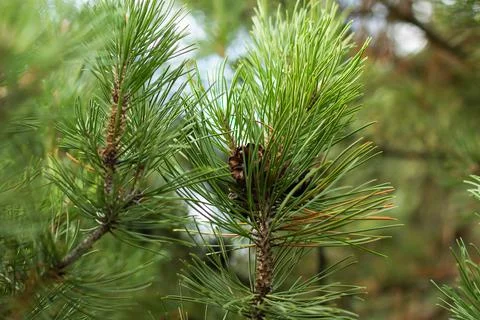 Pine branches with cones festive background Stock Photos