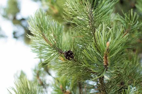Pine branches with cones festive background Stock Photos
