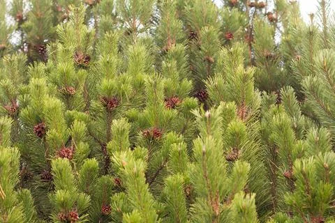 Pine branches with cones festive background Stock Photos