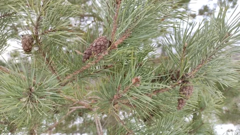 Pine branches with cones Stock Footage 303184179