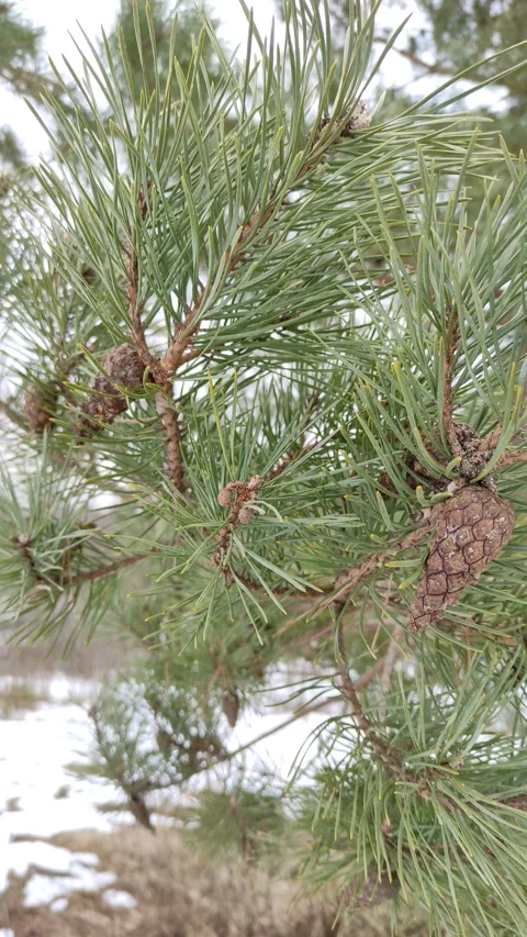 Pine branches with cones Stock Footage 303184194