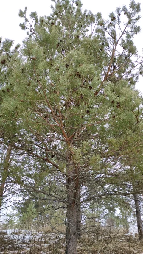 Pine branches with cones Stock-Footage 303184209