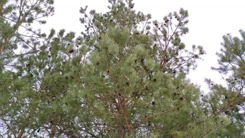 Pine branches with cones Stock Footage 303184435