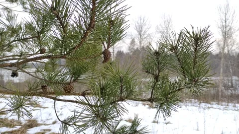 Pine branches with cones Stock Footage 303185279