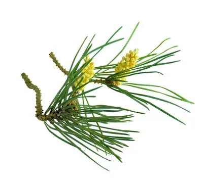 Pine branches with cones. Isolated without a shadow. Close-up. New Year. Deco Stock Photos