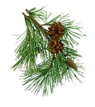 Pine branches with cones, isolated without shadow. Stock Photos
