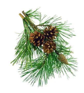 Pine branches with cones, isolated without shadow. Stock Photos