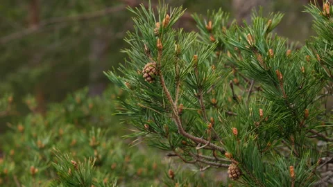 Pine branches with cones in a lush forest setting 動画素材 334129821