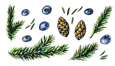 Pine branches, cones, needles and blueberries. Stock Illustration