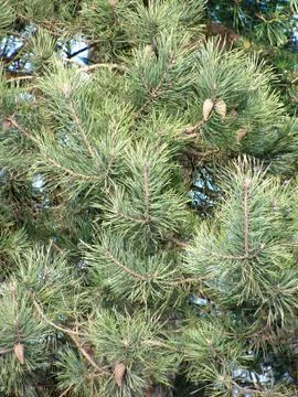 Pine branches with cones Stock Photos