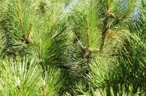 Pine branches with cones. Foto stock