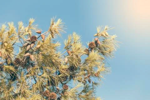Pine branches with cones Stock Photos