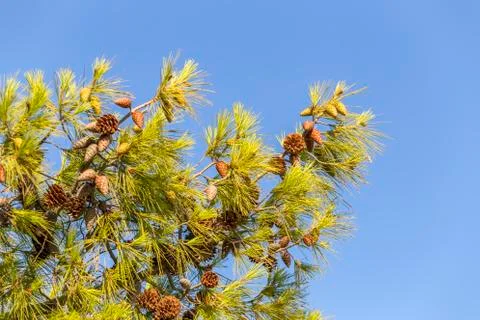 Pine branches with cones Stock Photos