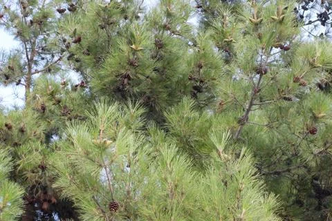 Pine branches with cones. Stock Photos