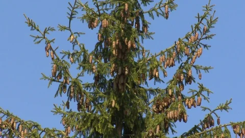 Pine branches with cones. Static shot. Stock Footage 109506672