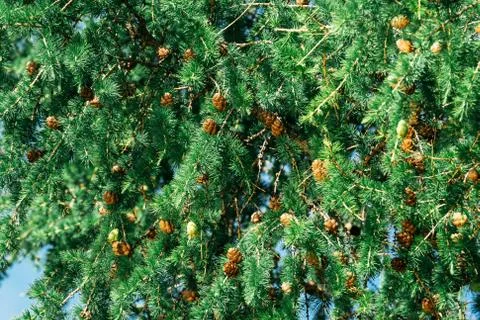 Pine branches with cones in the summer Stock Photos