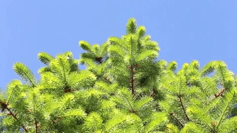 Pine branches with cones swaying in the wind. Close-up Stock Footage 106732304