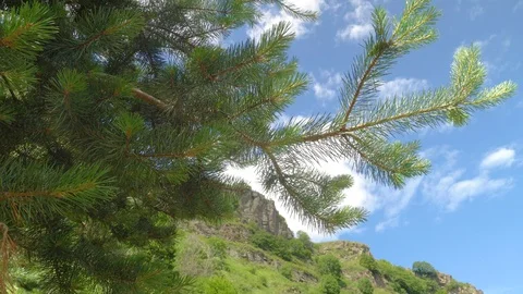 Pine branches with cones swaying in the wind. Close-up Stock Footage 113631339
