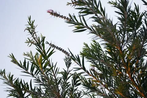 Pine branches with cones, tree, sky, nature, green, branch, pine Stock Photos