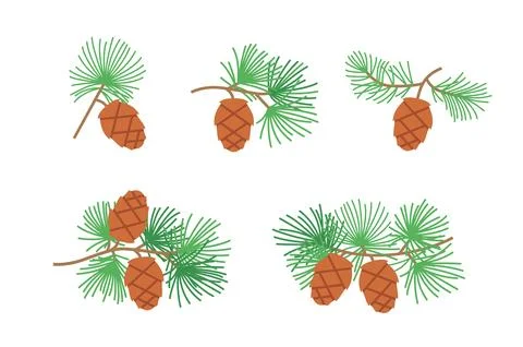 Pine branches with cones. Vector color illustrations set isolated on white .. Stock Illustration