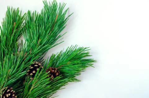 Pine branches with cones on a white background Stock Photos