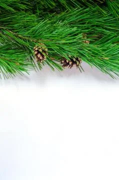 Pine branches with cones on a white background Stock Photos