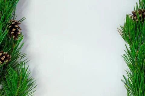 Pine branches with cones on a white background Stock Photos