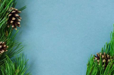 Pine branches with cones on a white background Stock Photos