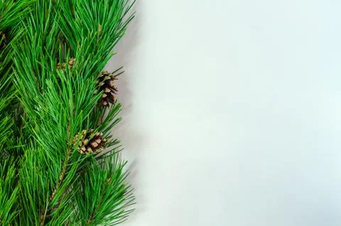 Pine branches with cones on a white background Stock Photos