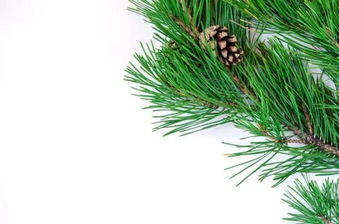 Pine branches with cones on a white background Stock Photos