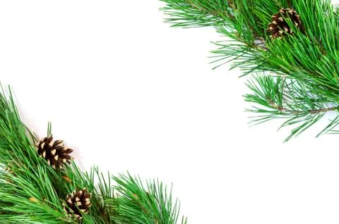 Pine branches with cones on a white background Stock Photos