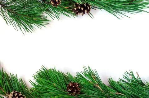 Pine branches with cones on a white background Stock Photos