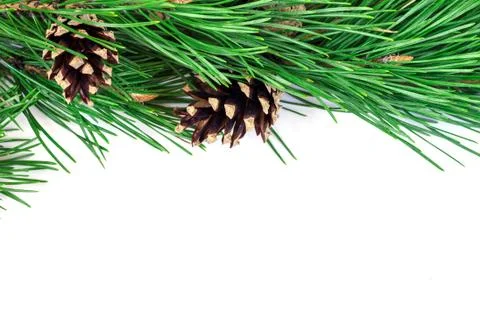 Pine branches with cones on a white background Stock Photos