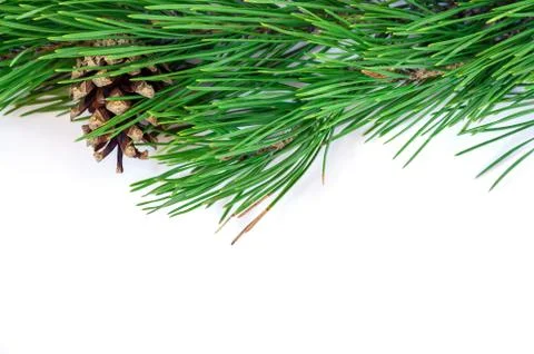 Pine branches with cones on a white background Stock Photos