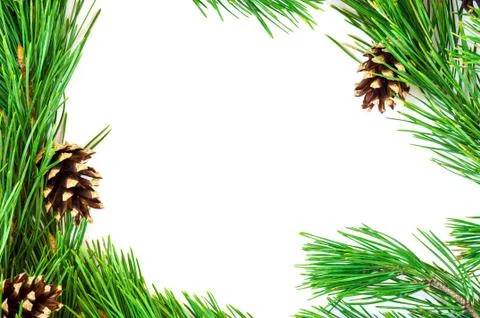 Pine branches with cones on a white background Stock Photos