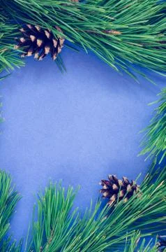 Pine branches with cones on a white background Stock Photos