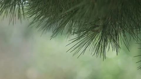 Pine branches with copy space Stock-Footage 8857851