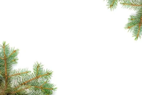 Pine branches corner white isolated Stock Photos