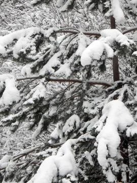 Pine branches covered with deep snow on the background of a blurry winter for Stock Photos