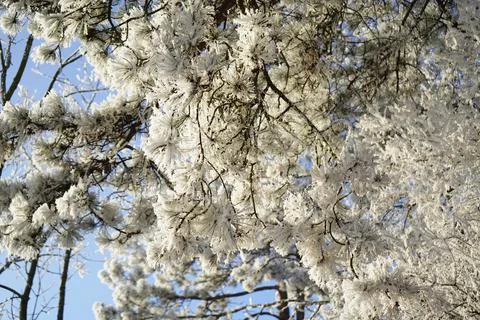 Pine branches covered with frost creating winter wonderland against blue sky Stock Photos