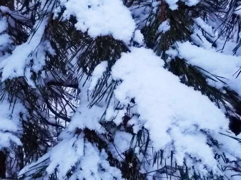 Pine branches covered in heavy snow. Close up winter nature. Fotos de archivo