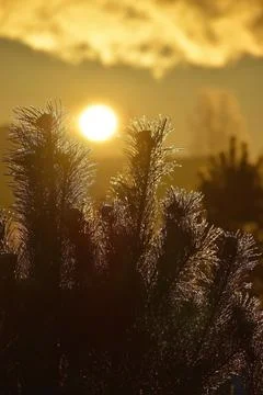 Pine branches covered with hoarfrost at sunset in winter frosty weather Stock Photos