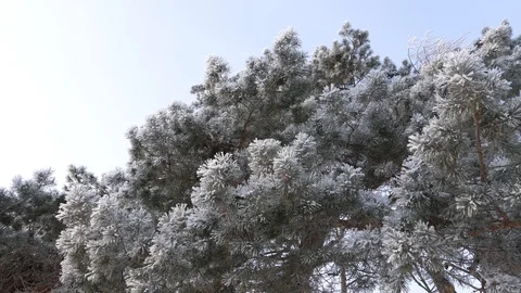 Pine branches covered with hoarfrost in a winter park, against a blue sky Stock-Footage 97803774