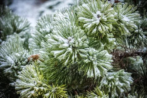 Pine branches covered with ice Stock-Fotos