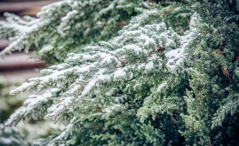 Pine branches covered with ice 스톡 사진