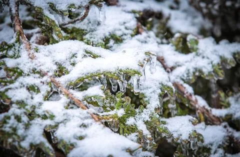 Pine branches covered with ice 스톡 사진