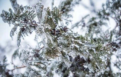 Pine branches covered with ice 스톡 사진