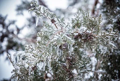 Pine branches covered with ice 스톡 사진