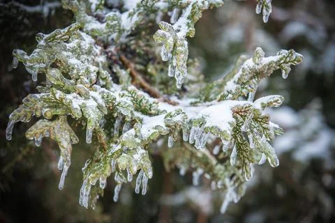 Pine branches covered with ice 스톡 사진